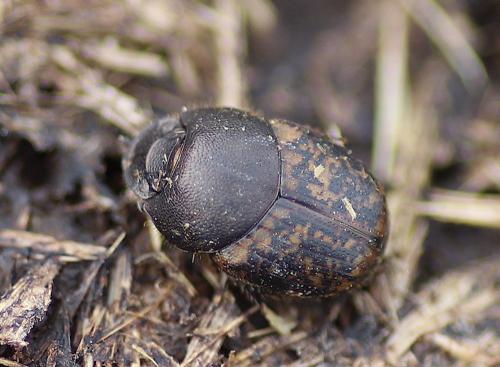 Réf. 228 698 : Onthophagus sp.